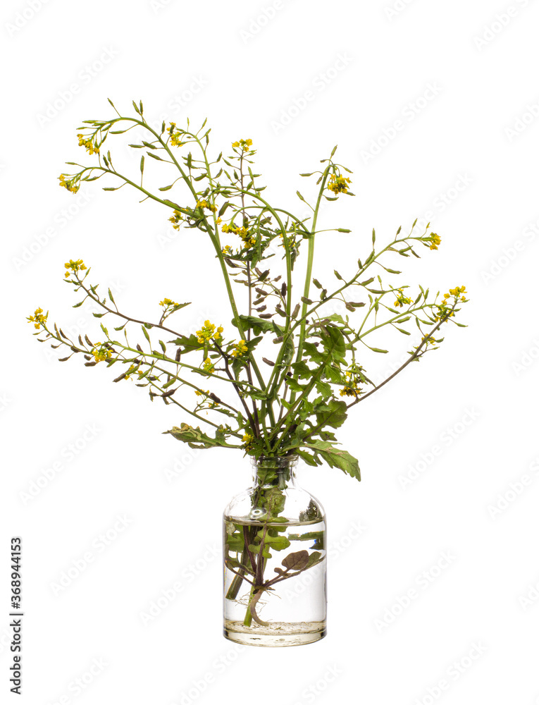 White mustard (mustard) in a glass vessel on a white background