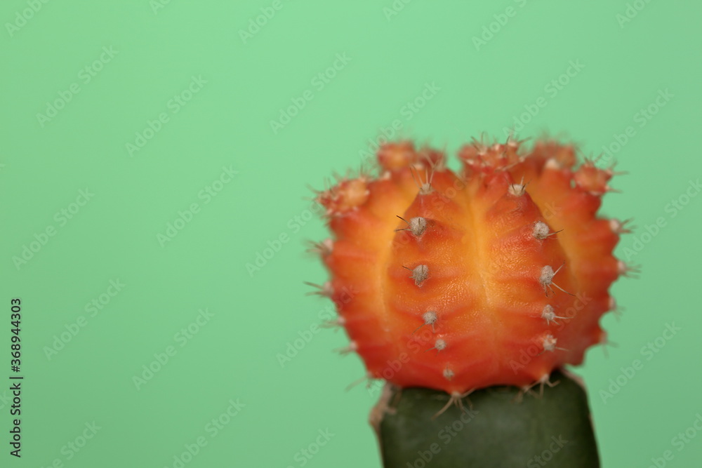 Obraz premium close up of an orange cactus flower isolated on green background copy space