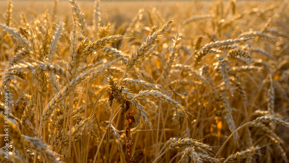 Fototapeta premium Rich harvest Concept. Wheat field with ears of golden wheat close up. Beautiful Agricultural Field Sunset Landscape.
