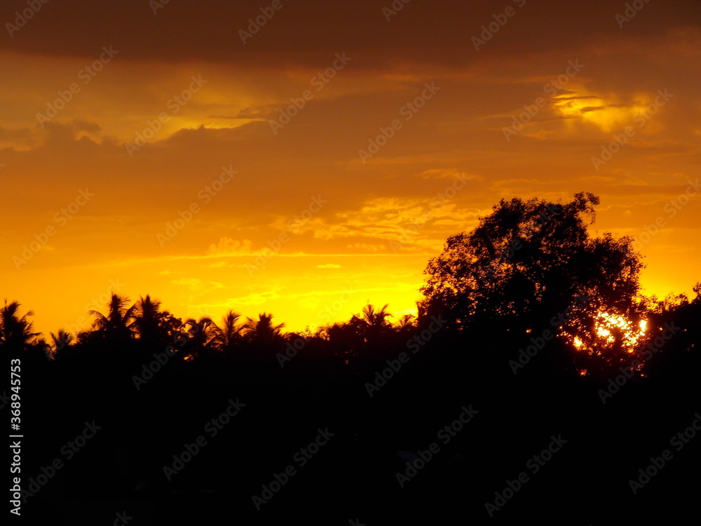 silhouette of a tree