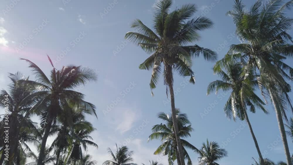 Tropical palm trees against sky and sunshine Tropical palm trees against sky and sunshine
