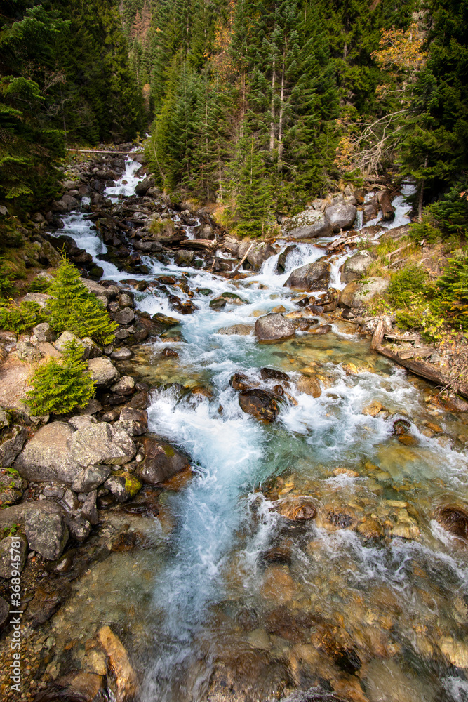 A stormy Mountain river flows in a coniferous forest. In front of the fallen trees and stones.