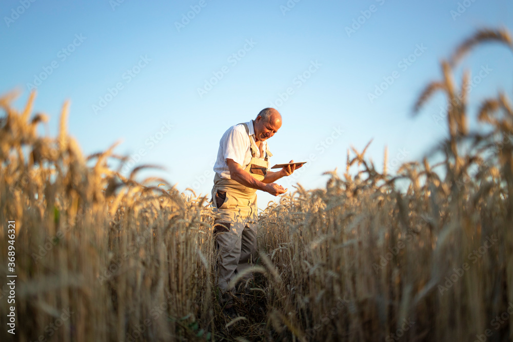 Portrait of senior farmer agronomist in wheat field checking crops before harvest and holding tablet computer. Successful organic food production and cultivation. - obrazy, fototapety, plakaty 