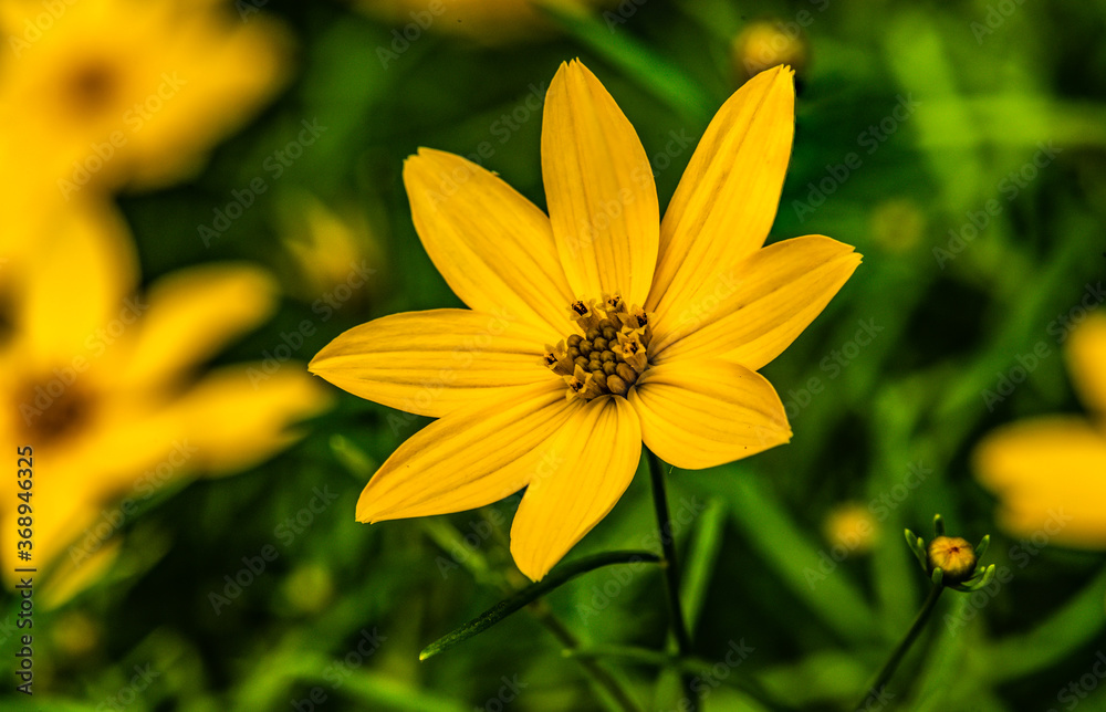 Obraz premium Coreopsis verticillata, closeup