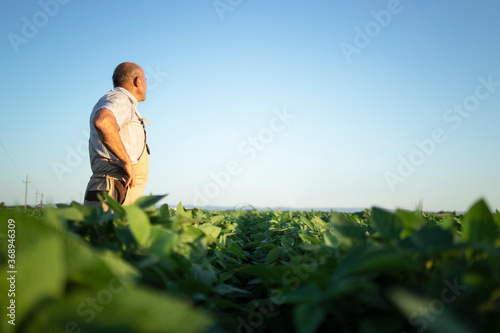 Senior farmer agronomist in soybean field overlooking and checking crops before harvest. Organic food production and cultivation.