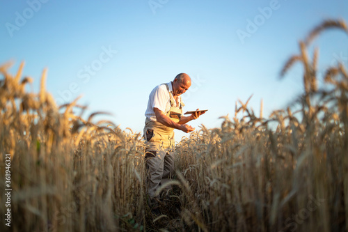 Leinwand Poster Portrait of senior farmer agronomist in wheat field checking crops before harvest and holding tablet computer