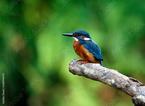 Common kingfisher fishing along the river banks
