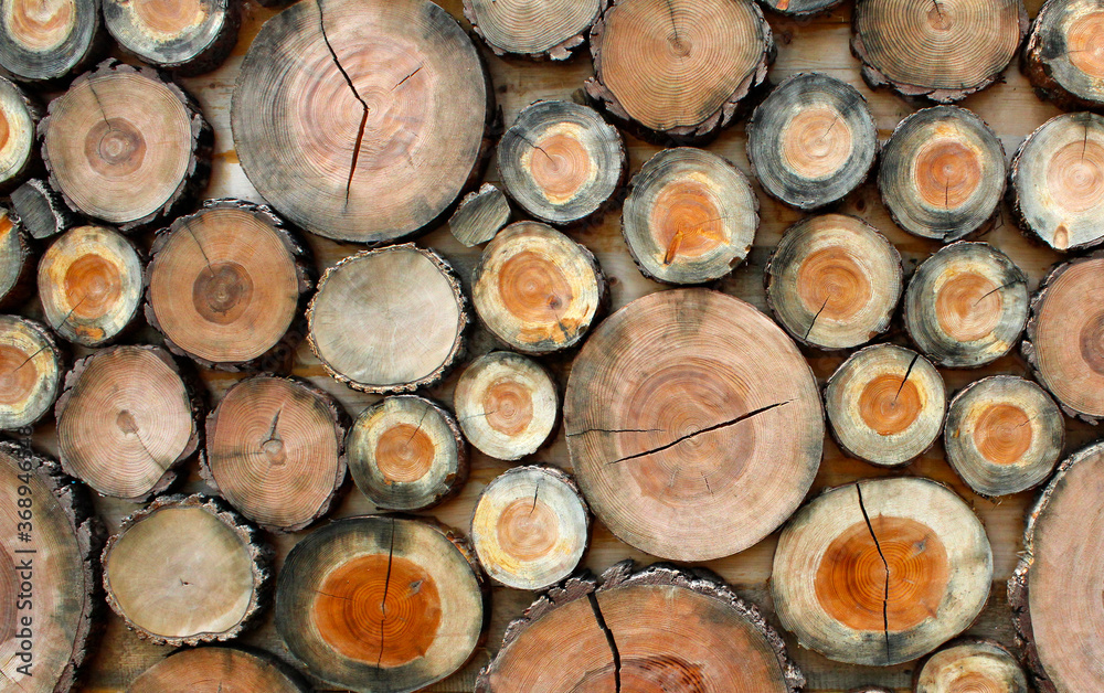 Background from felled tree trunks. Wooden structure with cracks Background from felled tree trunks. Wooden structure with cracks