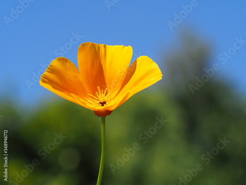 Kalifornischer Mohn  Eschscholzia californica  als Einzelbl  te mit sch  nem Hintergrund