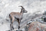 Young ibex male in rocky region (Capra ibex)