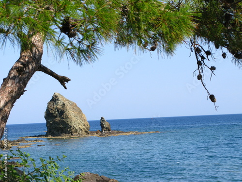 The pine tree near the sea. Sea rocks in water