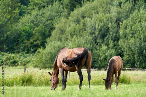 A brown foal and a brown mare in the field, grazing in the field, pasture, horse