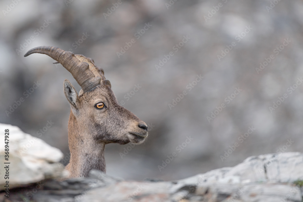 Close up of Alpine ibex female in highland (Capra ibex)
