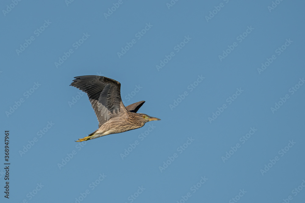 Obraz premium Black-crowned night heron (Nycticorax nycticorax) in flight
