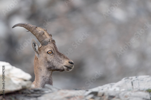 Close up of Alpine ibex female in highland  Capra ibex 