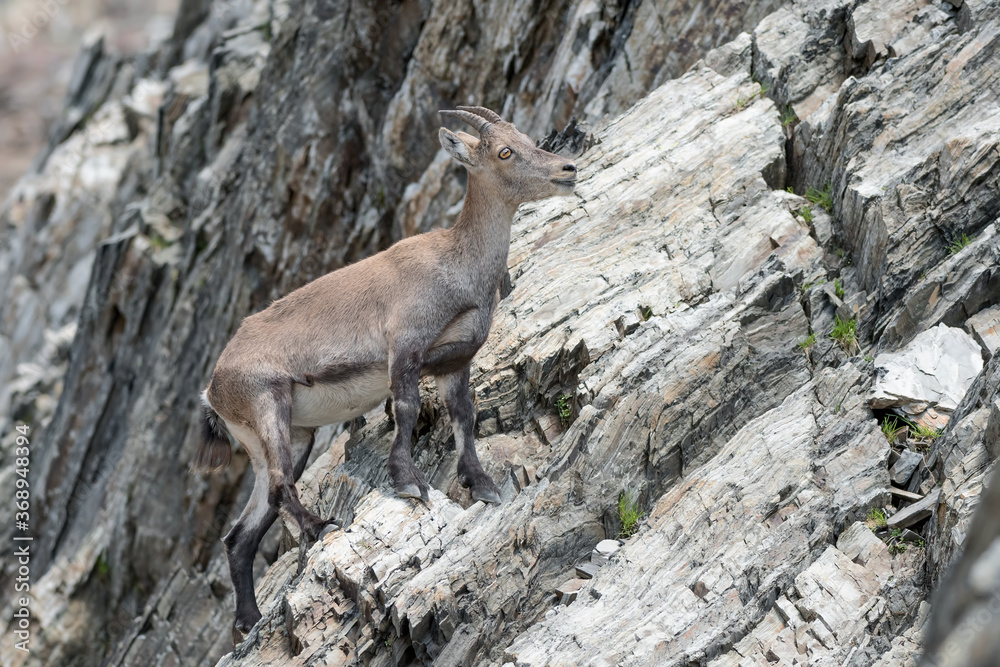 Alpine ibex female in the mountains (Capra ibex) Alpine ibex female in the mountains (Capra ibex)