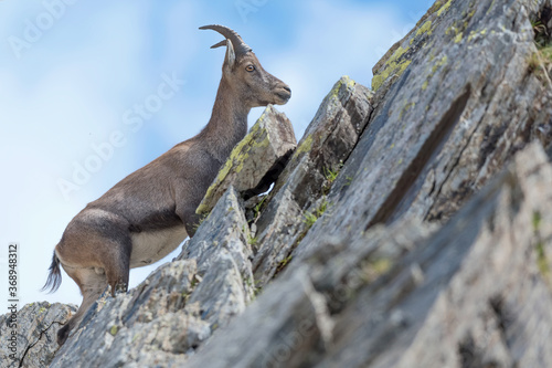 Alpine ibex female on the rock with blue sky on background  Capra ibex 