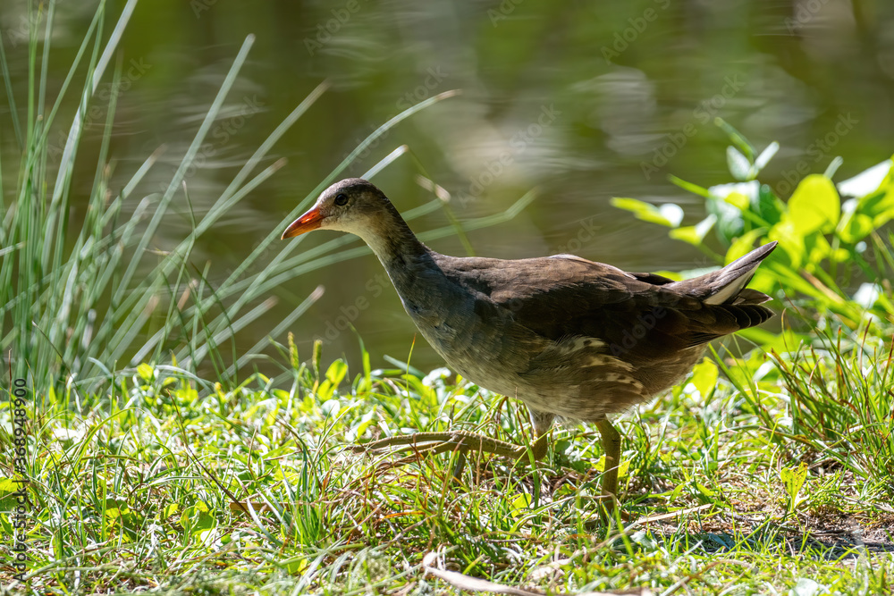 Eurasian common moorhen (Gallinula chloropus) also known as marsh hen Eurasian common moorhen (Gallinula chloropus) also known as marsh hen