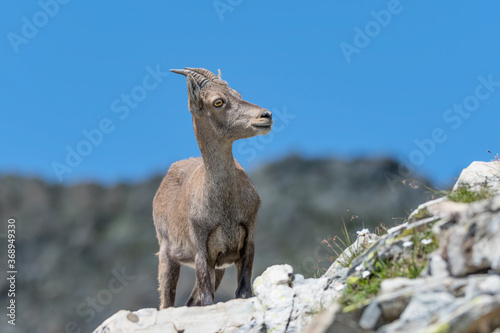 Alpine ibex female on a rock (Capra ibex) © manuel