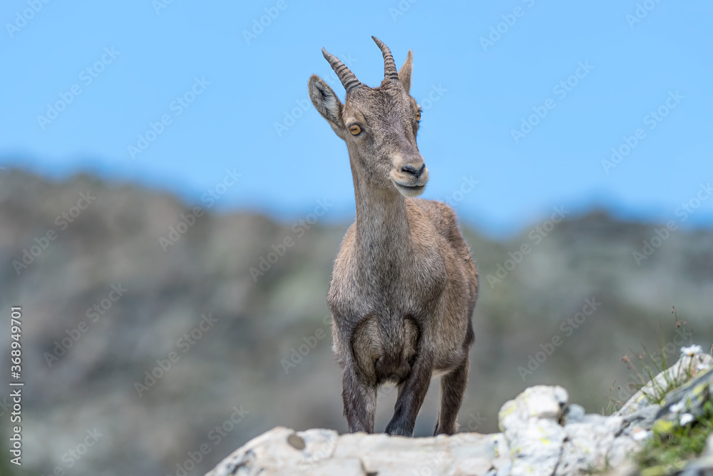 Beautiful portrait of Alpine ibex in high mountain (Capra ibex) Beautiful portrait of Alpine ibex in high mountain (Capra ibex)