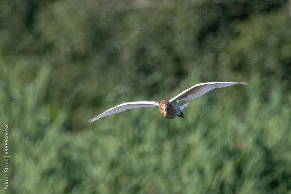 Squacco heron (ardeola ralloides) wild bird flying over water