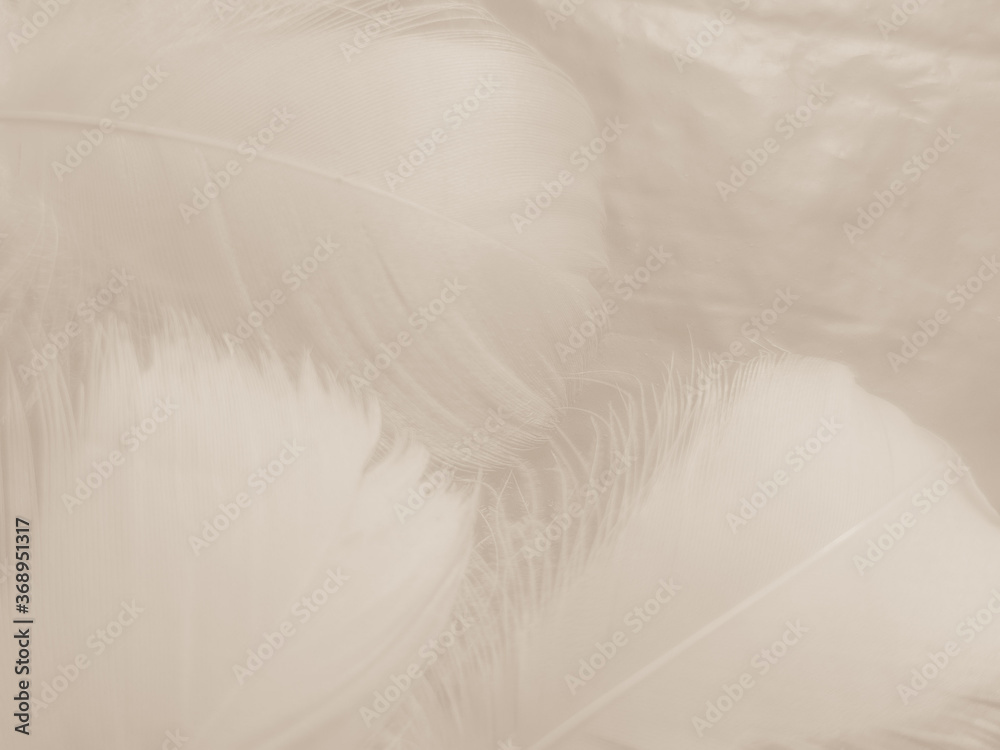 Obraz premium Beautiful abstract black feathers on white background and soft white feather texture on white pattern and dark background, gray feather background, black banners
