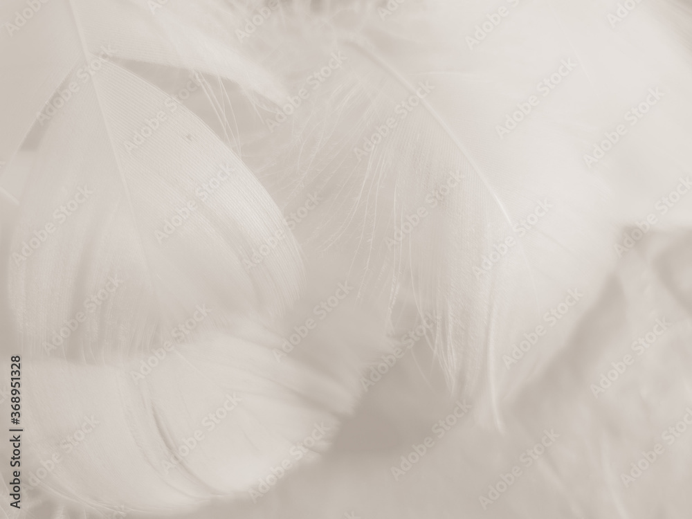 Beautiful abstract black feathers on white background and soft white feather texture on white pattern and dark background, gray feather background, black banners Beautiful abstract black feathers on white background and soft white feather texture on white pattern and dark background, gray feather background, black banners