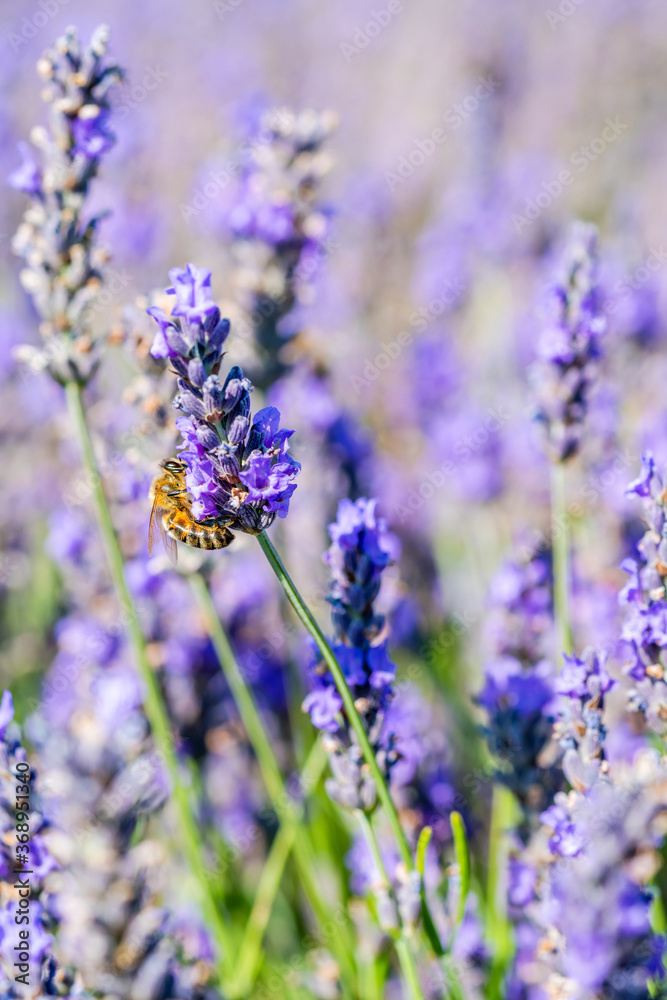 Naklejka premium Bee on lavender flower
