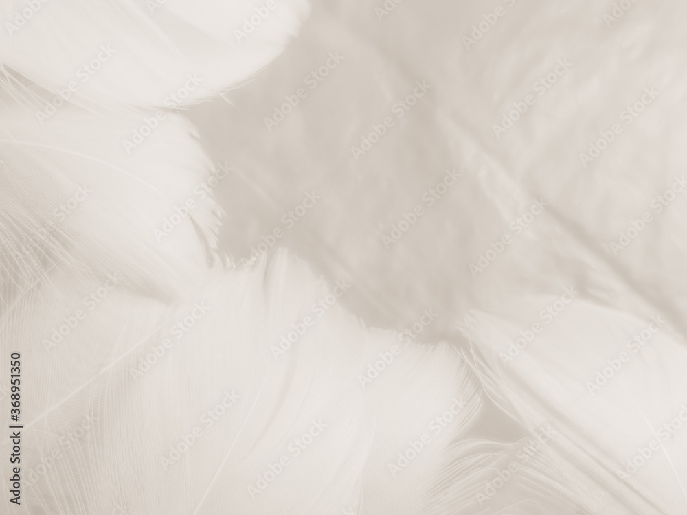 Obraz premium Beautiful abstract black feathers on white background and soft white feather texture on white pattern and dark background, gray feather background, black banners