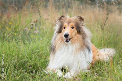 collie shepherd dog in autumn field on the grass in flowers with copy space