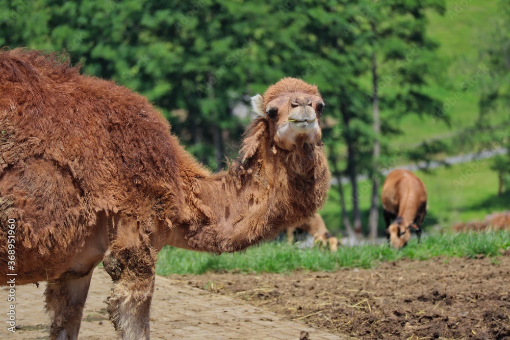 Dromedary Camel also called Somali or Arabian Camel in Czech Farm Park.  Camelus Dromedarius is a Large Even-Toed Ungulate with One Hump on its Back.  Stock Photo | Adobe Stock