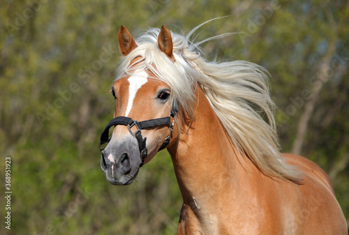 Obraz na plátně Sorrel haflinger horse in dark green background