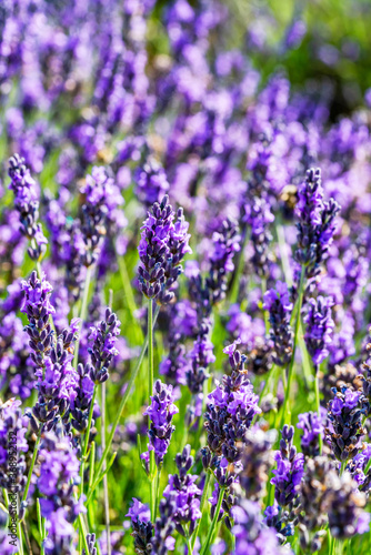 Lavender flowers