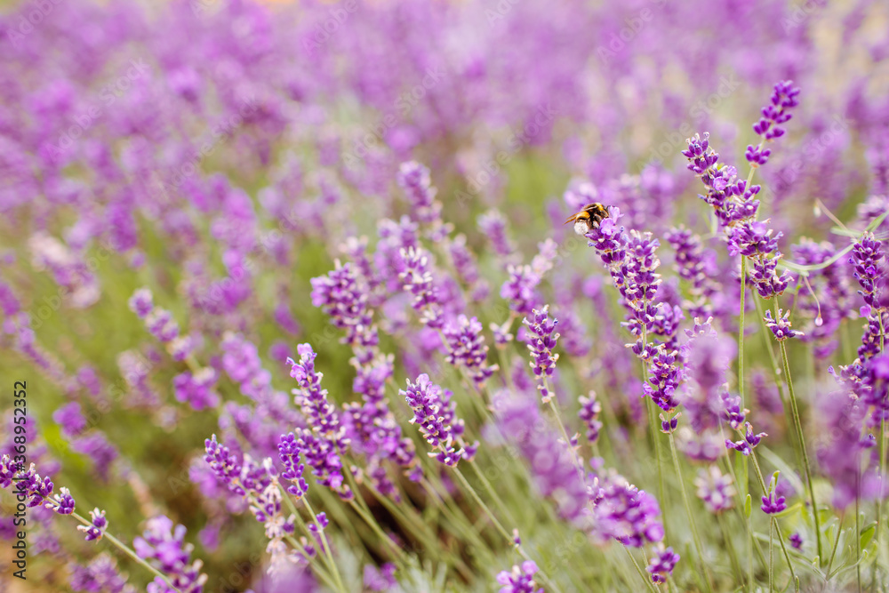 Closeup of purple lavender flowers. Selective focus.