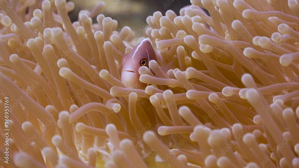 Pink Anemone fish close iup in an anemone on Koh Tao, Thailand Pink Anemone fish close iup in an anemone on Koh Tao, Thailand
