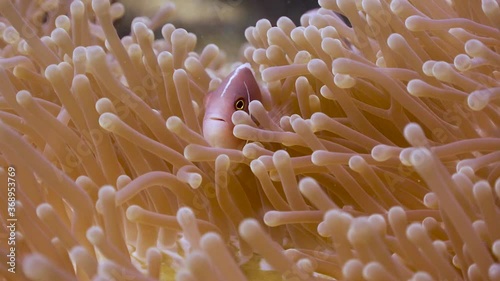 Pink Anemone fish close iup in an anemone on Koh Tao, Thailand photo