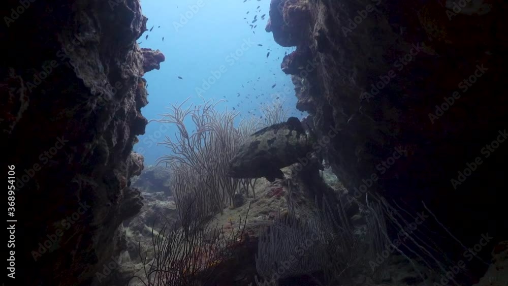 Giant grouper swimming in between coral pinnacles on Koh Tao, Thailand Giant grouper swimming in between coral pinnacles on Koh Tao, Thailand