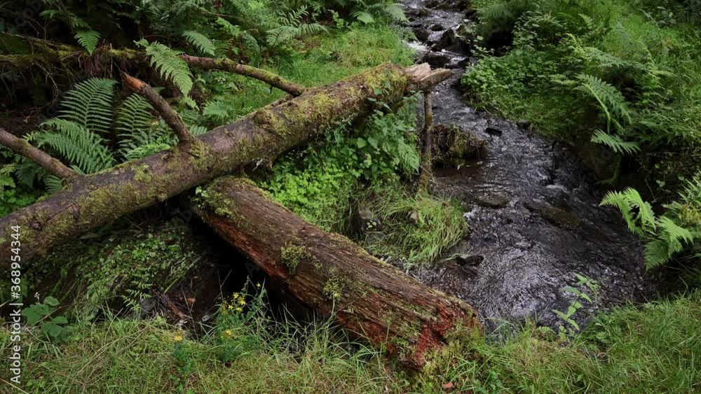 Unspoilt natural environment of the grat Scottish countryside. Small stream flows through woodlands. Unspoilt natural environment of the grat Scottish countryside. Small stream flows through woodlands.