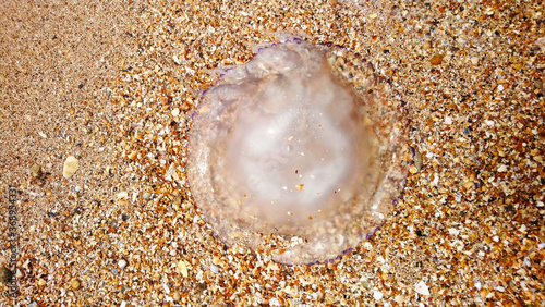 A large jellyfish on the shore of the shell coast.