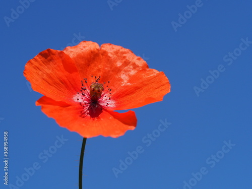 Klatschmohn  Papaver rhoeas  als Einzelbl  te vor wundervollem blauen Hintergrund