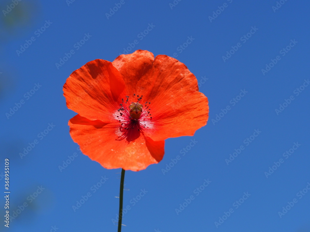 Obraz premium Klatschmohn (Papaver rhoeas) als Einzelblüte vor wundervollem blauen Hintergrund