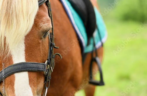 The eye of the saddled horse, the close-up.