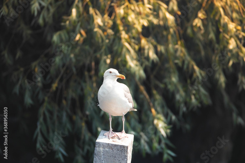 White seagull