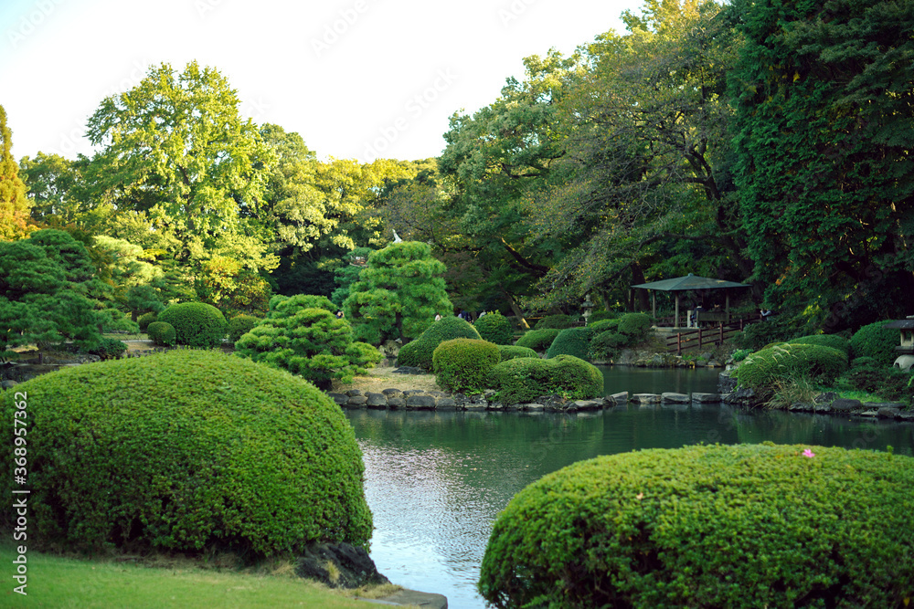 Fototapeta premium Maple leaves changing color, Autumn seasons at Tokyo in Japan