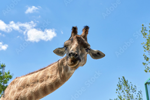 The head of a giraffe against blue sky with clouds © vizland