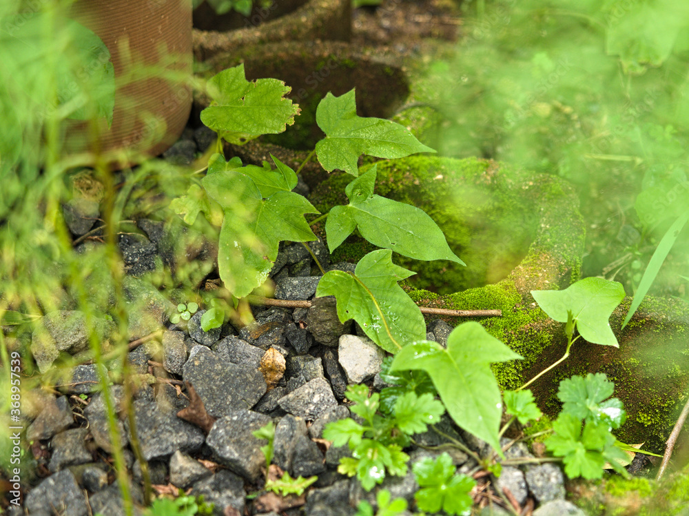 Fototapeta premium 朝顔の葉