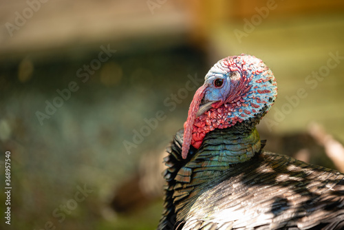 closeup turkey 