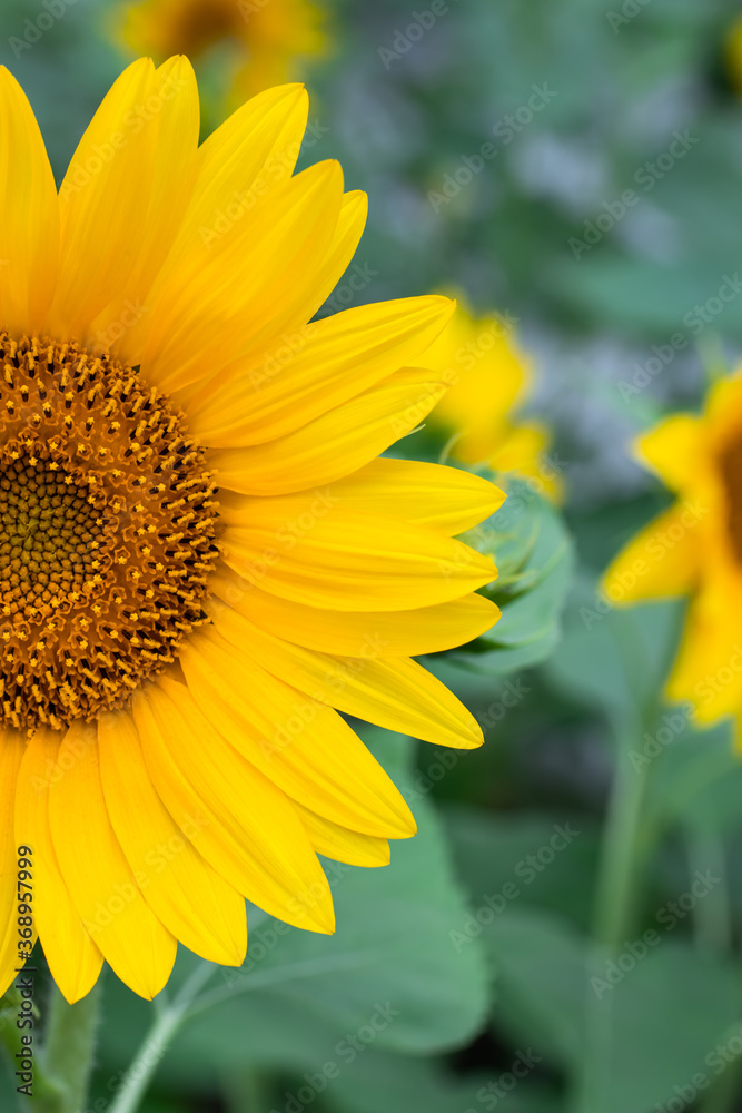 Half a sunflower with yellow petals. Floral backgrounds. Summer wallpaper. Field of bright flowers. Nature scenery. Half a sunflower with yellow petals. Floral backgrounds. Summer wallpaper. Field of bright flowers. Nature scenery.