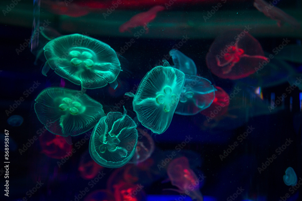 Delightful yellow poisonous neon jellyfish in ultra blue water, close up.
Delightful yellow poisonous neon jellyfish in ultra blue water, close up.