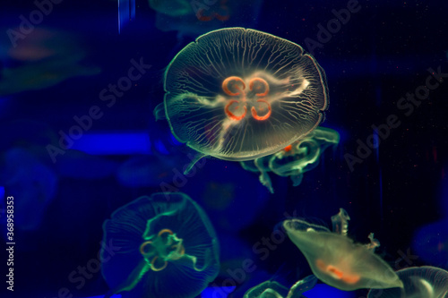  Delightful poisonous neon jellyfish in their natural environment, big shot. © Евгения Смульская